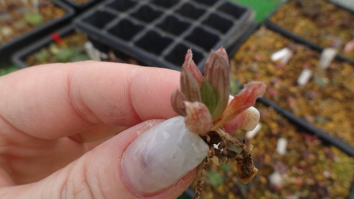 多肉植物　ハオルチア　オブツーサ錦　バイオレット錦_画像2