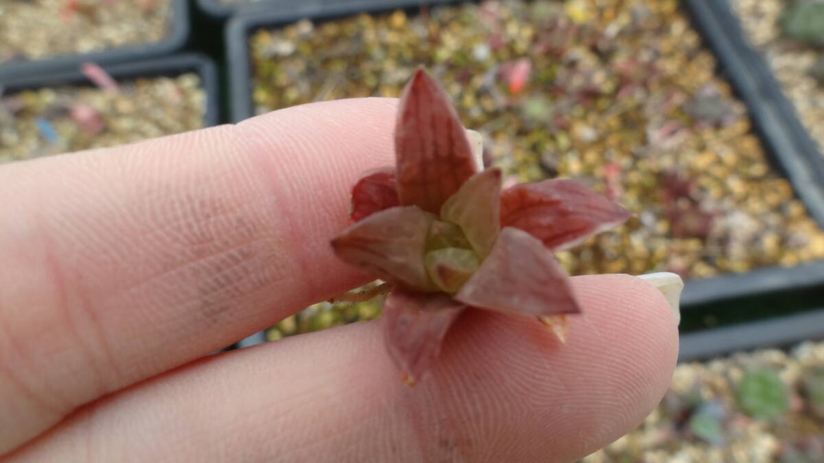 多肉植物　ハオルチア　花鏡錦_画像2