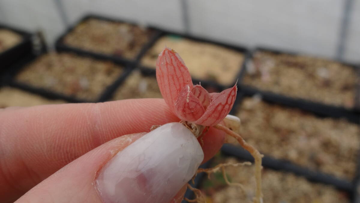 多肉植物　ハオルチア　ピンクのマリン_画像3