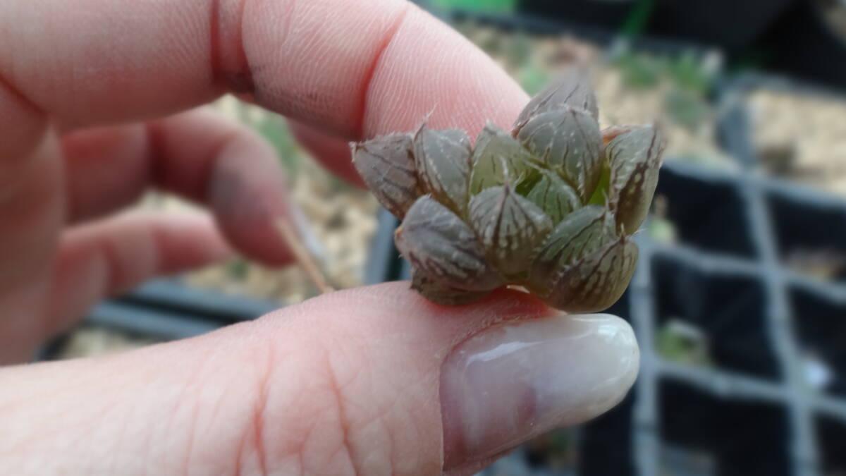 多肉植物　ハオルチア　ミラーボール_画像3