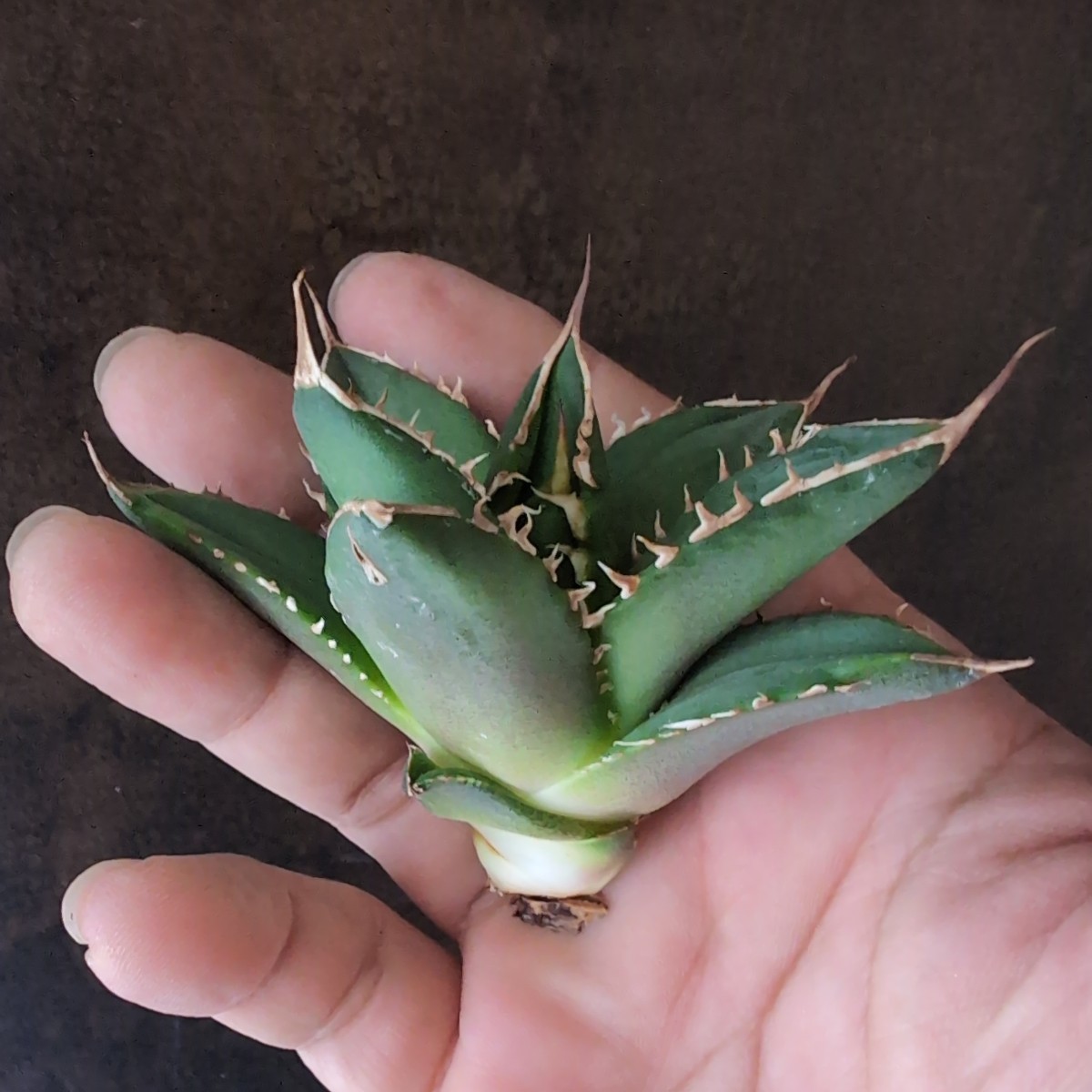 【AGAVE TITANOTA 白嵐】アガベ チタノタ 子株の画像6