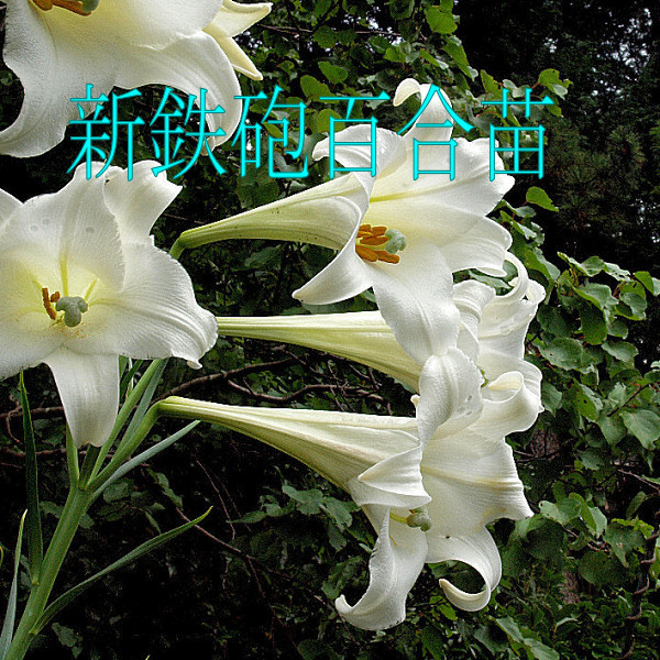 sinte way lily [ new iron . 100 .] bulb / south west various island .. excepting. person limitation / postage : click post 185 jpy 