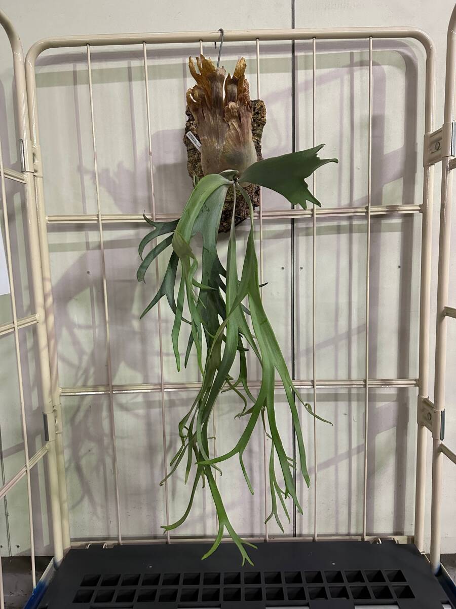 ウィリンキーカイカ P.Willinckii 'Kaika' ビカクシダ Platycerium コウモリラン コルク樹皮 子株付き 大株 シンボルビカク ウィリンキーカイカ P.Willinckii 'Kaika' ビカクシダ Platycerium コウモリラン コルク樹皮 子株付き 大株 シンボルビカク . .Yahoo Japan ウィリンキーカイカ P.Willinckii 'Kaika' ビカクシダ Platycerium コウモリラン コルク樹皮 子株付き 大株 シンボルビカク ウィリンキーカイカ P.Willinckii 'Kaika' ビカクシダ Platycerium コウモリラン コルク樹皮 子株付き 大株 シンボルビカク . .Yahoo Japan