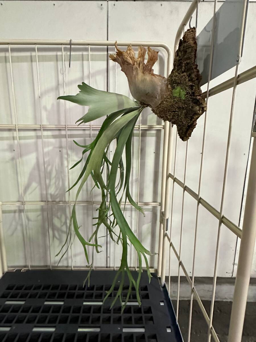 ウィリンキーカイカ P.Willinckii 'Kaika' ビカクシダ Platycerium コウモリラン コルク樹皮 子株付き 大株 シンボルビカク ウィリンキーカイカ P.Willinckii 'Kaika' ビカクシダ Platycerium コウモリラン コルク樹皮 子株付き 大株 シンボルビカク . .Yahoo Japan ウィリンキーカイカ P.Willinckii 'Kaika' ビカクシダ Platycerium コウモリラン コルク樹皮 子株付き 大株 シンボルビカク ウィリンキーカイカ P.Willinckii 'Kaika' ビカクシダ Platycerium コウモリラン コルク樹皮 子株付き 大株 シンボルビカク . .Yahoo Japan