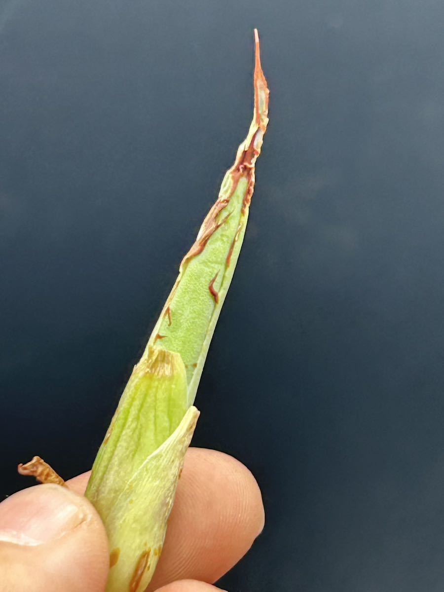 多肉植物 アガベ チタノタ メデューサ オテロイ 悪魔君 伝説株 多肉植物 アガベ チタノタ メデューサ オテロイ 悪魔君 伝説株