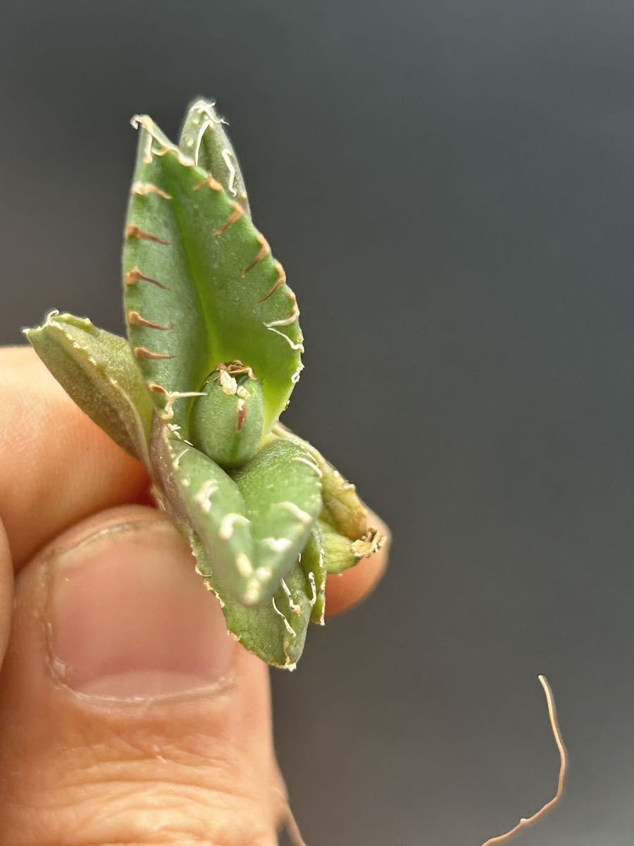 　【輝泊園】【期間限定-セット5株】多肉植物　アガベチタノタ　魔丸子株　陽炎 超強棘 極上株 激レア【本物保証、偽物なら10倍罰金】　②_画像6