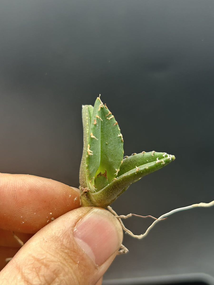 　【輝泊園】【期間限定-セット5株】多肉植物　アガベチタノタ　魔丸子株　陽炎 超強棘 極上株 激レア【本物保証、偽物なら10倍罰金】　5_画像4