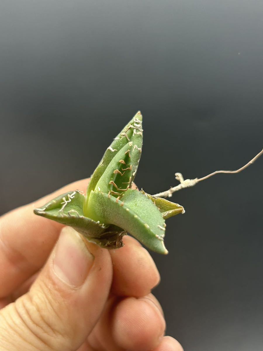 　【輝泊園】【期間限定-セット5株】多肉植物　アガベチタノタ　魔丸子株　陽炎 超強棘 極上株 激レア【本物保証、偽物なら10倍罰金】　5_画像7