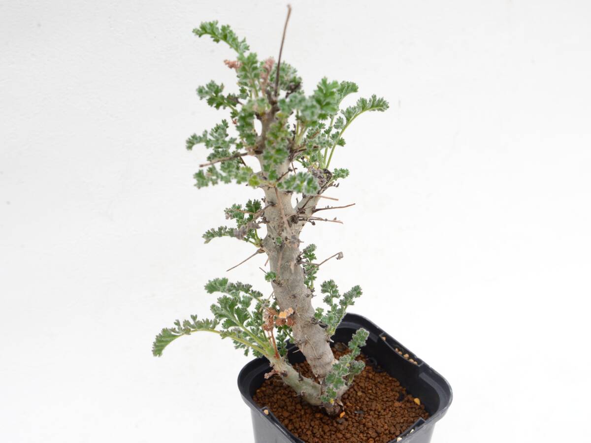 Pelargonium alternans / ペラルゴニウム アルテナンス 塊根植物 実生_画像4