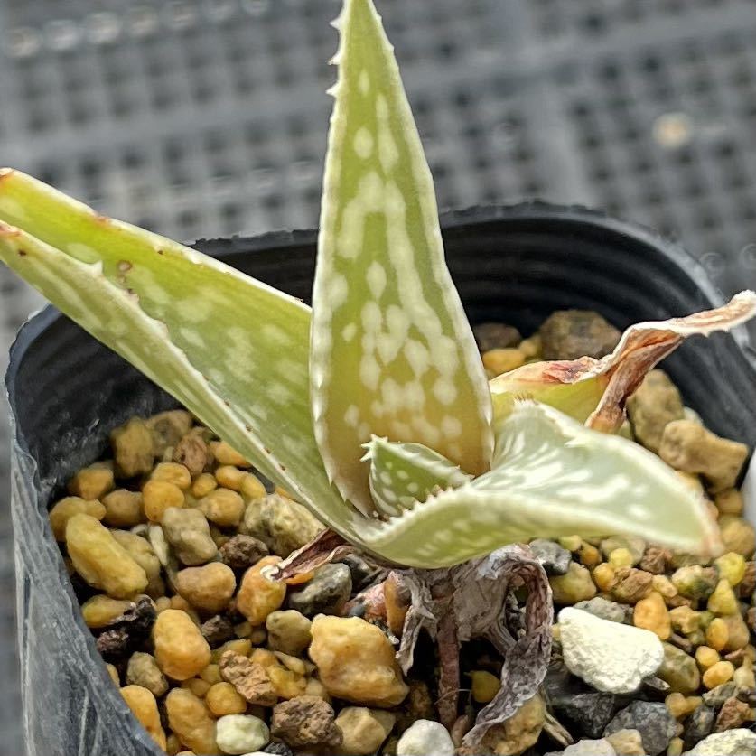 アロエ トリコサンタ Aloe trichosantha 多肉植物 _画像2