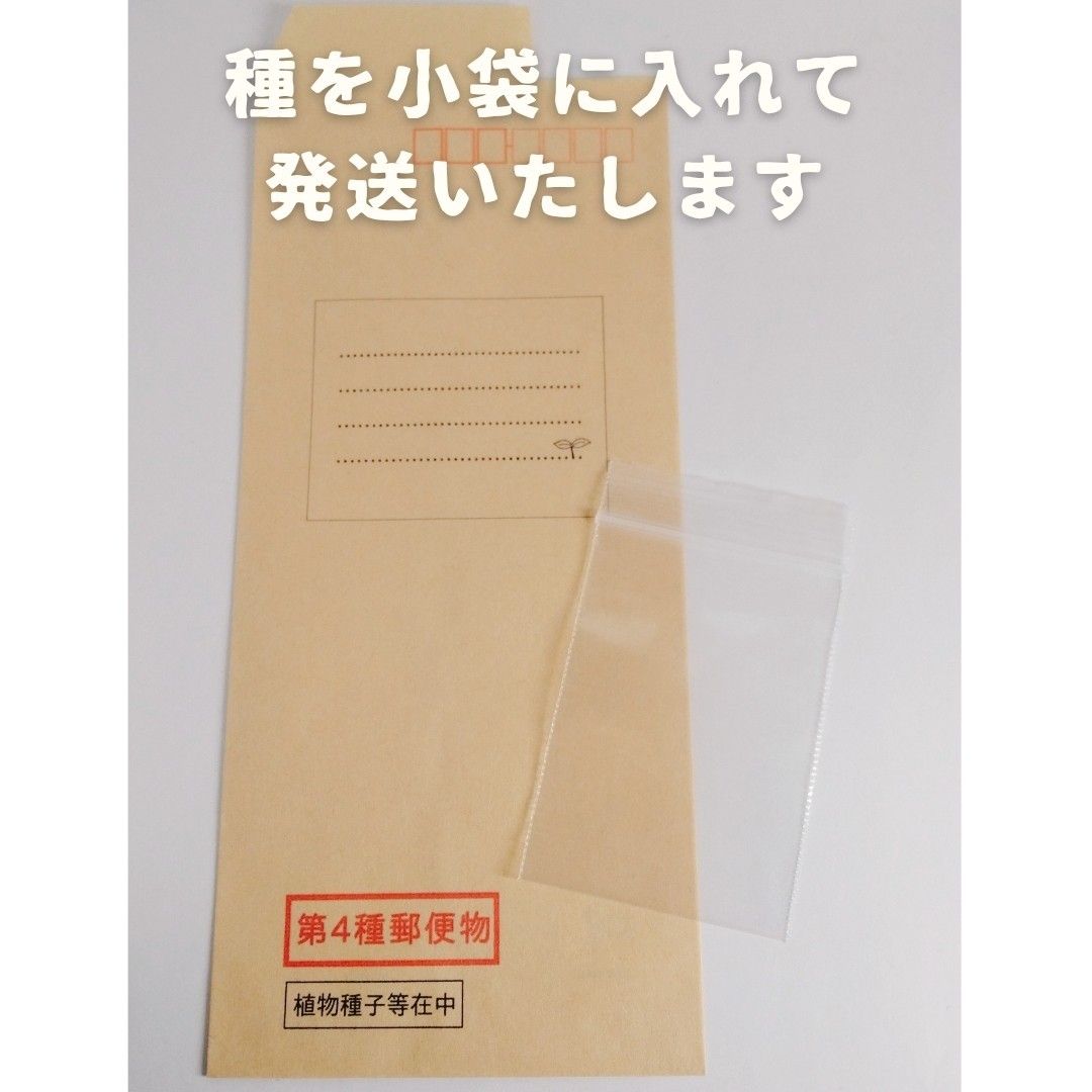 【種】カリフラワー 野崎早生 無農薬 50粒