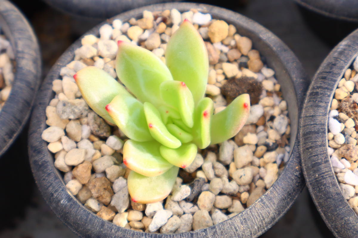 多肉植物　エケベリア・モンローシャネル_画像2