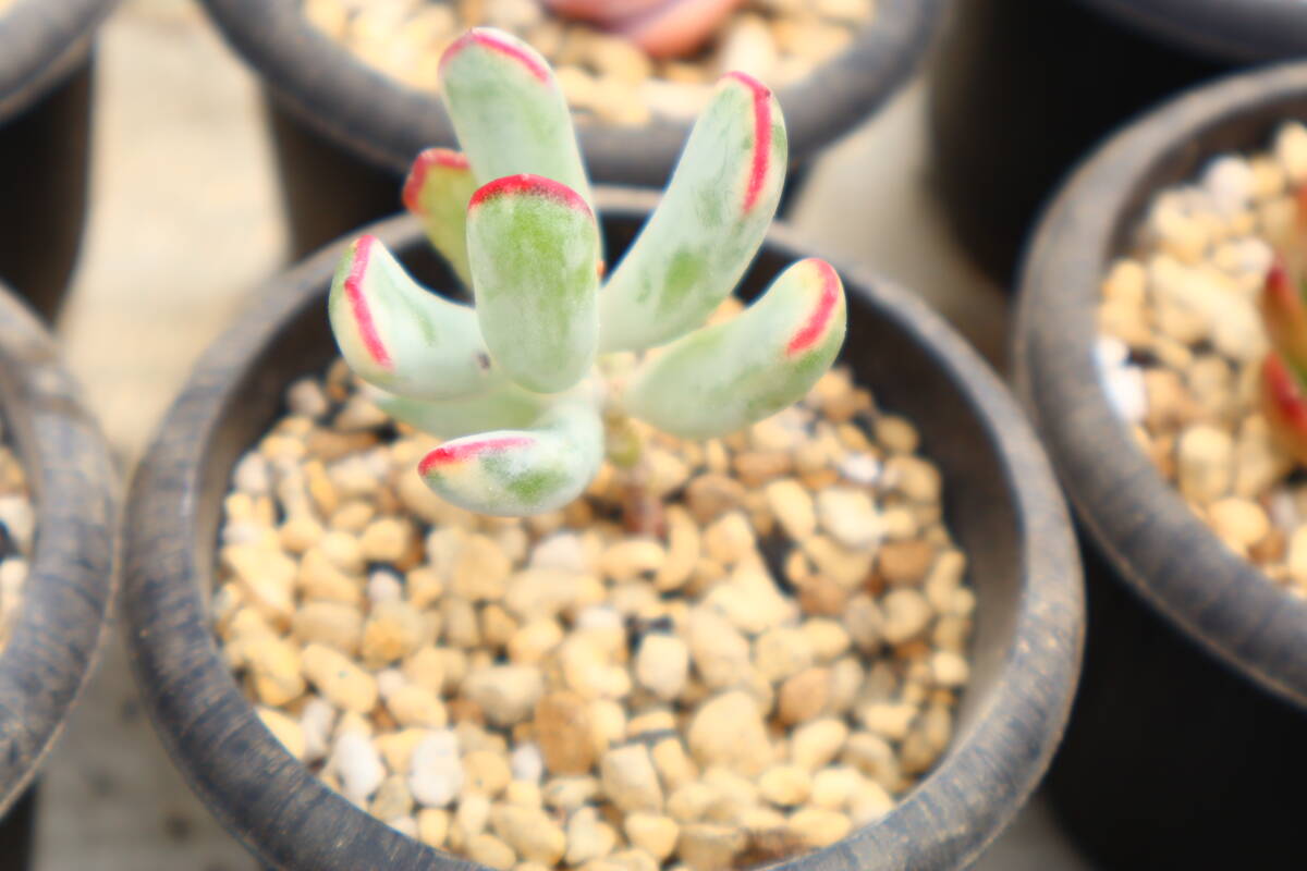 多肉植物　コチレドン・モダンガール_画像1