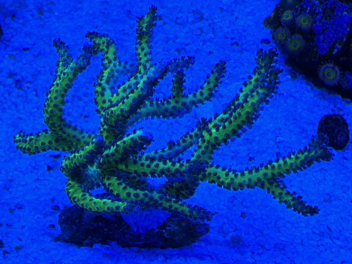 SPS トゲサンゴ 蛍光グリーン 高発色 サンゴ JSコーラルロック 岩サイズ 約3.5cm × 1.5cm程度_画像5