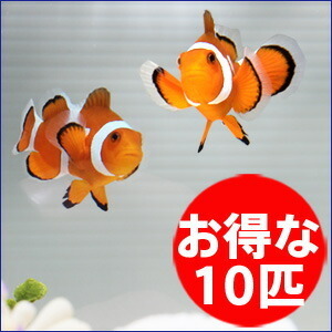 カクレクマノミ Sサイズ １０匹セット(A-0242) 海水魚 サンゴ 生体_画像1