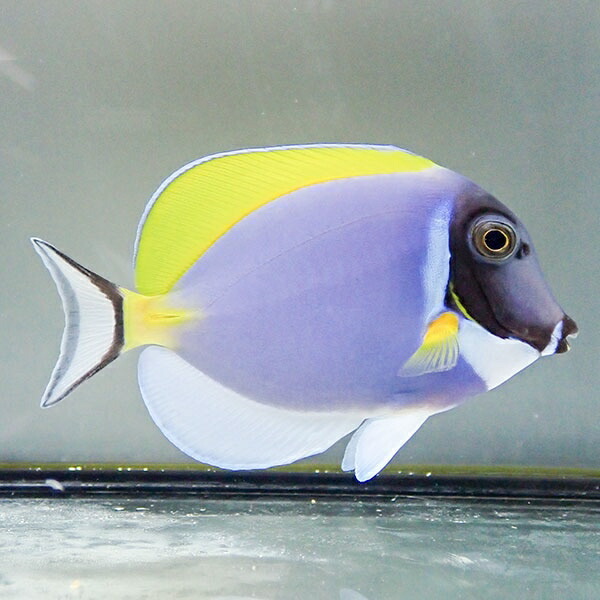 パウダーブルータン 6-8cm±(A-3297) 海水魚 サンゴ 生体_画像2