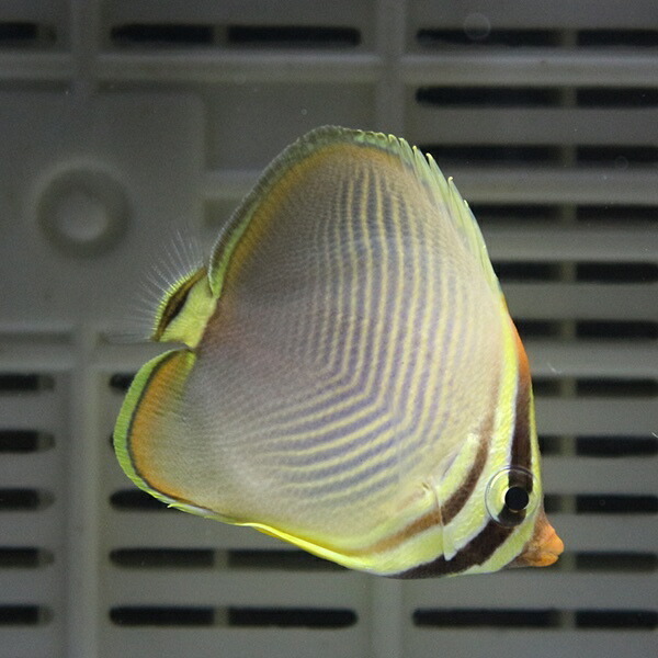 ミカドチョウチョウウオ 4-6cm±(A-4516) 海水魚 サンゴ 生体_画像2