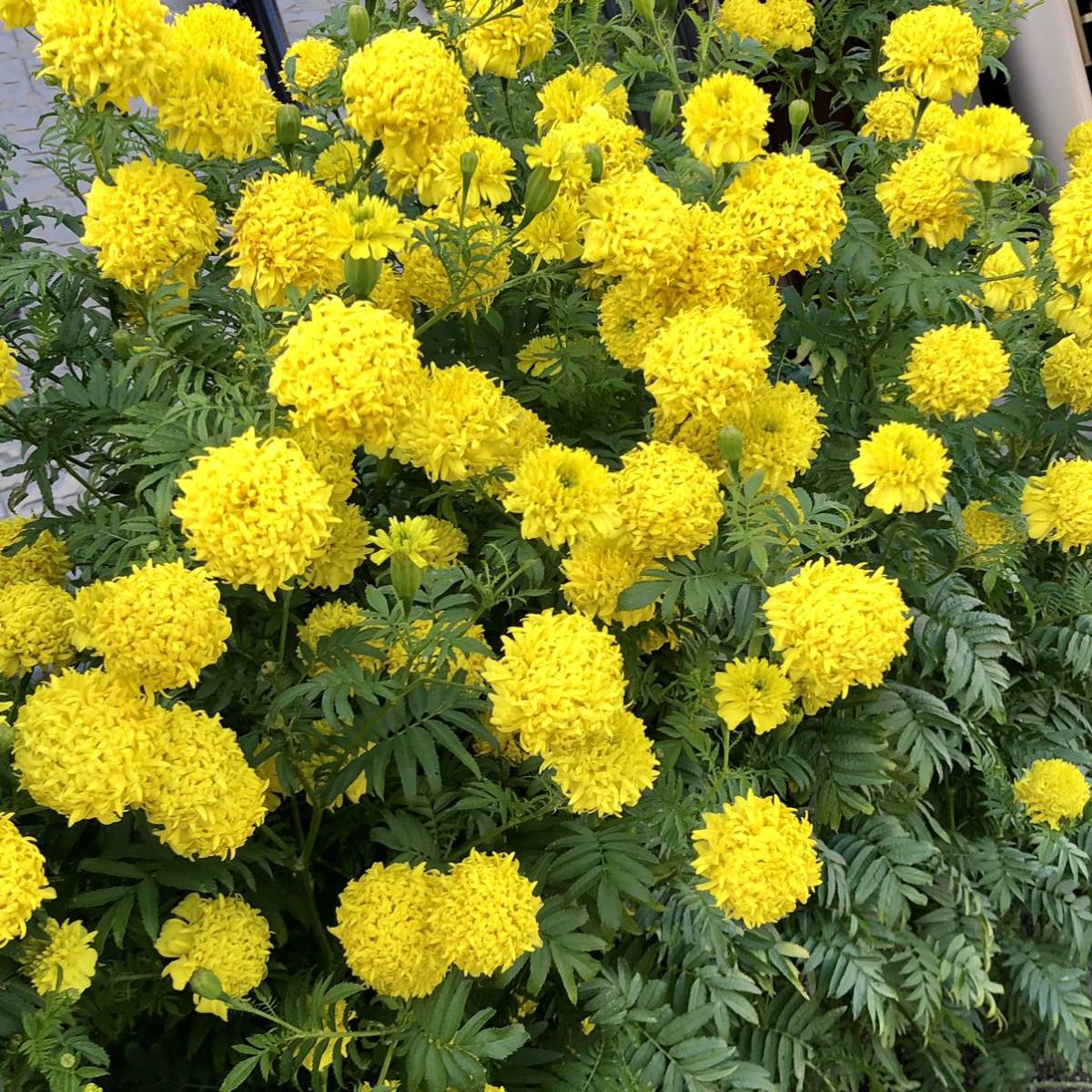 アフリカンマリーゴールド黄 花の種_画像9
