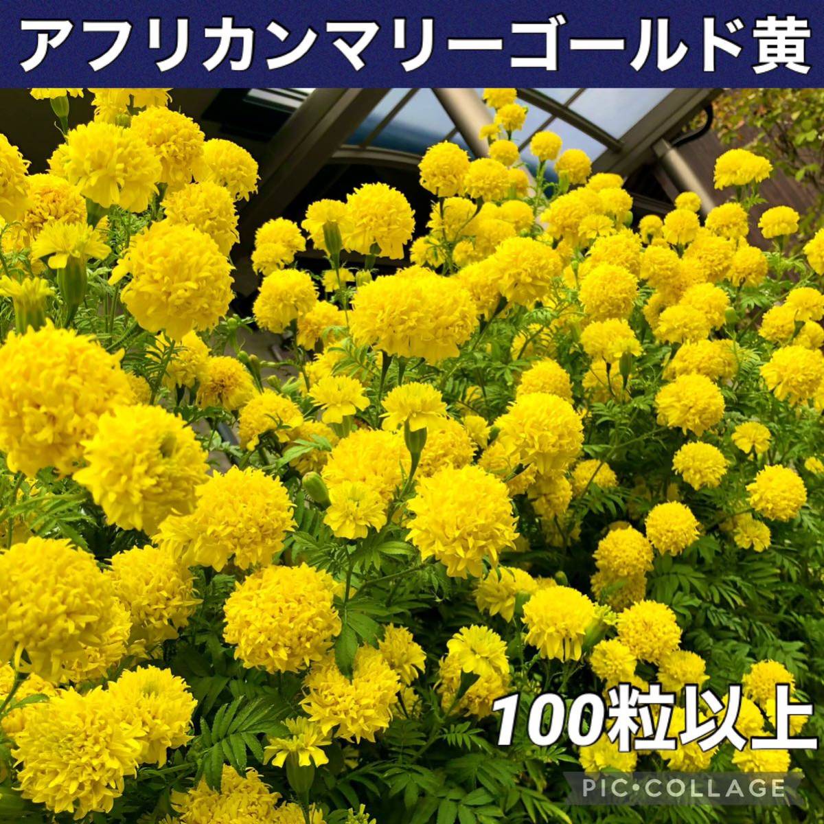 アフリカンマリーゴールド黄 花の種_画像1
