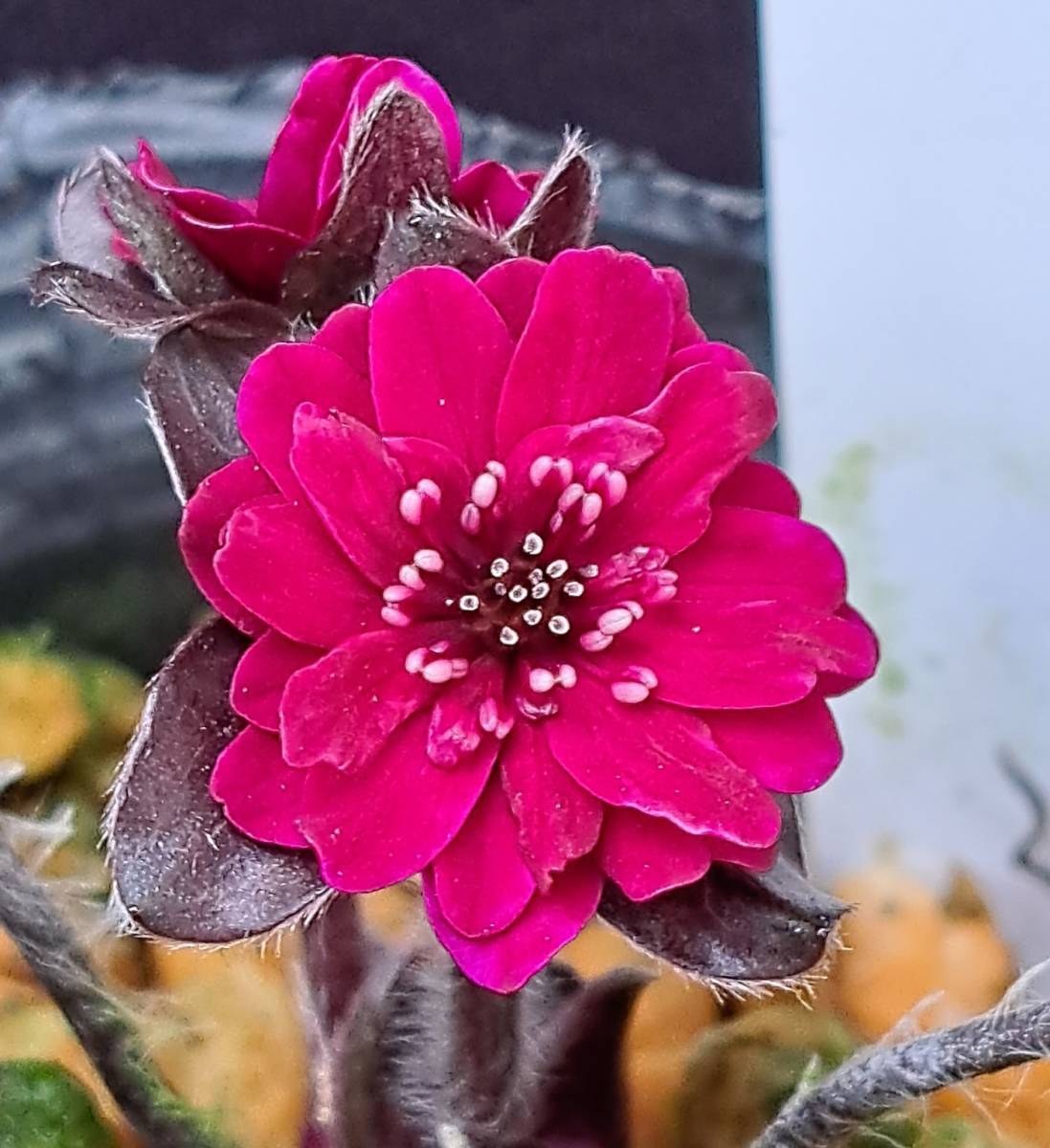 雪割草　開花中　濃赤綾姫系まとい咲　■Ｒ５　０７３■　花粉が取れます。_開花中