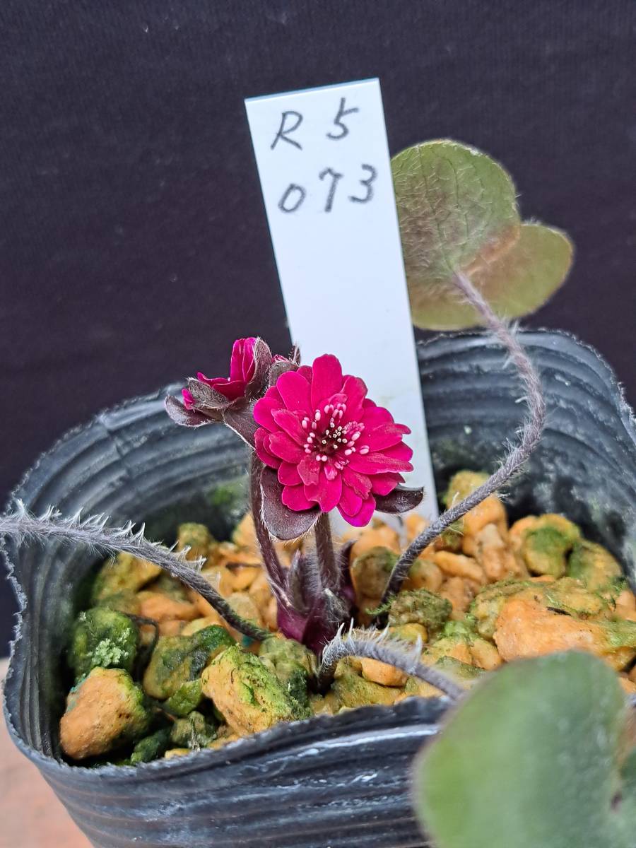 雪割草　開花中　濃赤綾姫系まとい咲　■Ｒ５　０７３■　花粉が取れます。_花芽の写真です。