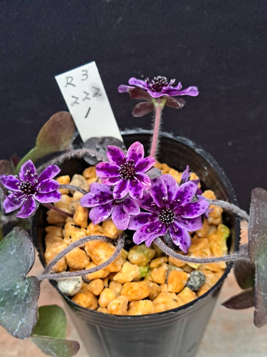 雪割草　開花中　紫すだれ系　■Ｒ３　２２２　１■_出品の品物です