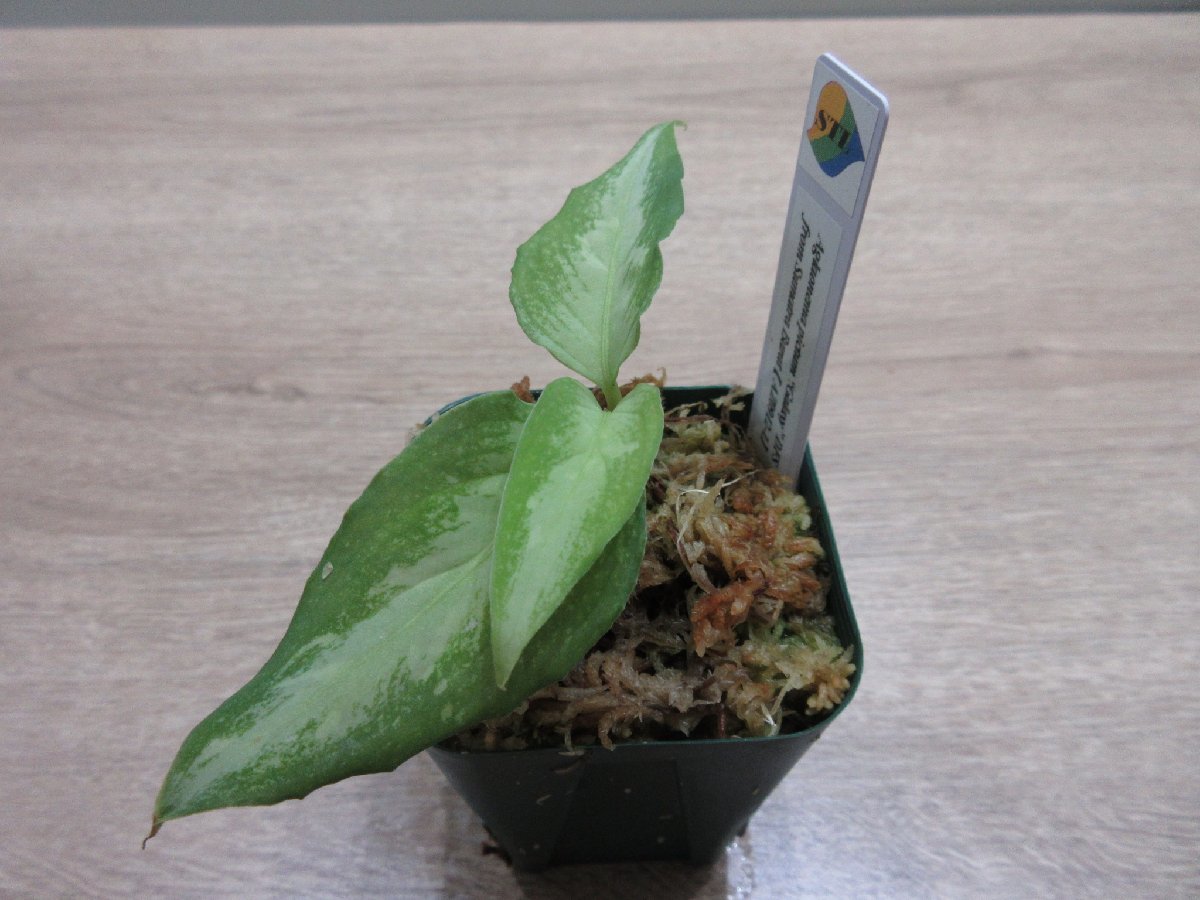 【Galaxy】アグラオネマ Aglaonema pictum “Galaxy”DFS from Sumatra Barat【AZ0912-1】_出品株です