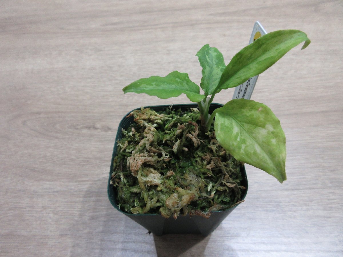 【渋美】アグラオネマ Aglaonema pictum tricolor Siberut 2nd 【LA2014-03】_出品株です
