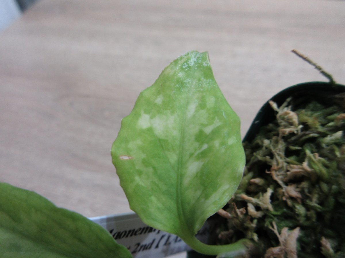 【渋美】アグラオネマ Aglaonema pictum tricolor Siberut 2nd 【LA2014-03】_出品株です