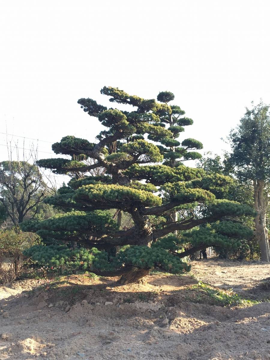 . leaf pine one class goods 3.0m garden tree transplantation goods Japan garden receipt limitation 