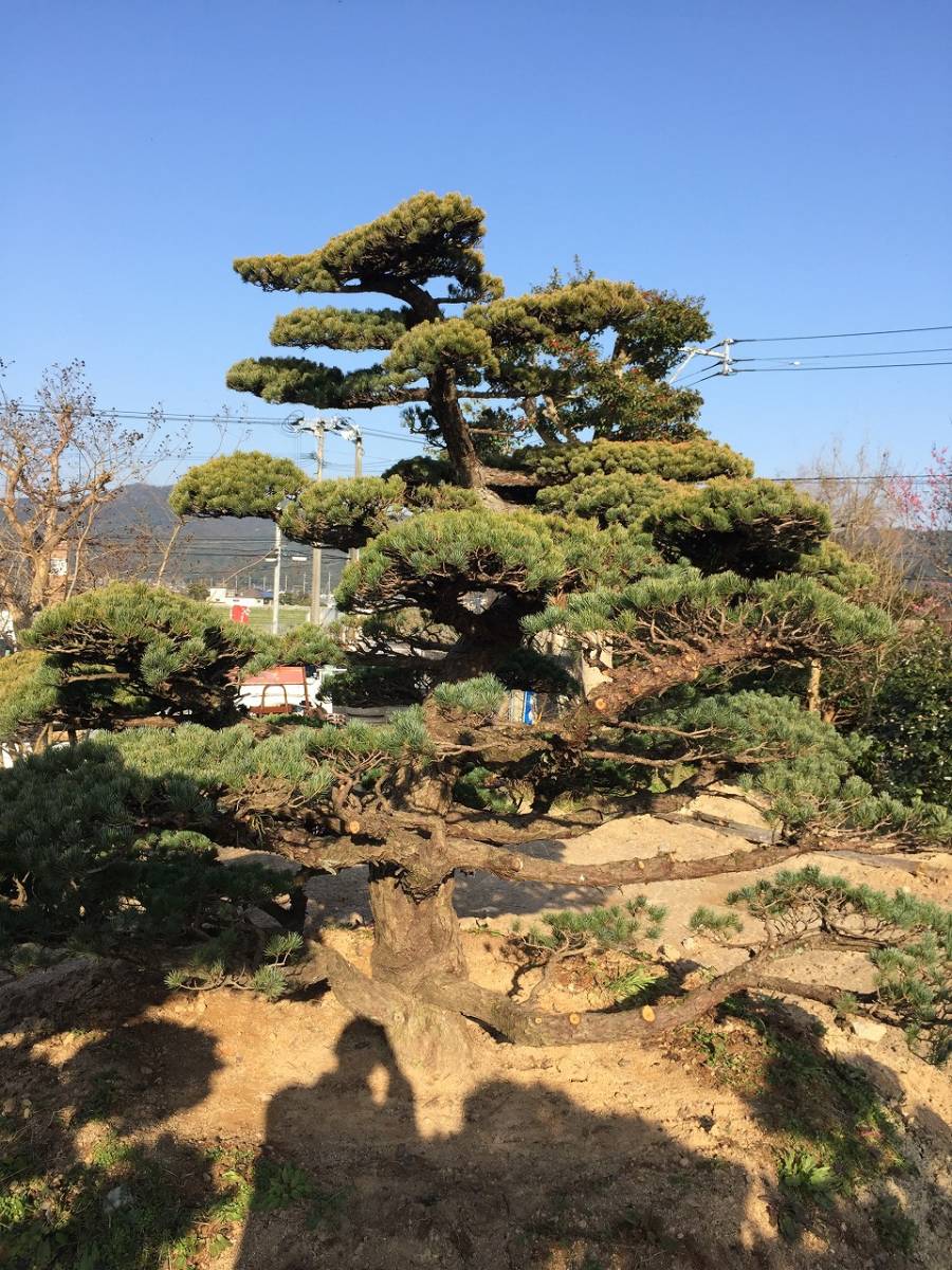 . leaf pine one class goods 3.0m garden tree transplantation goods Japan garden receipt limitation 