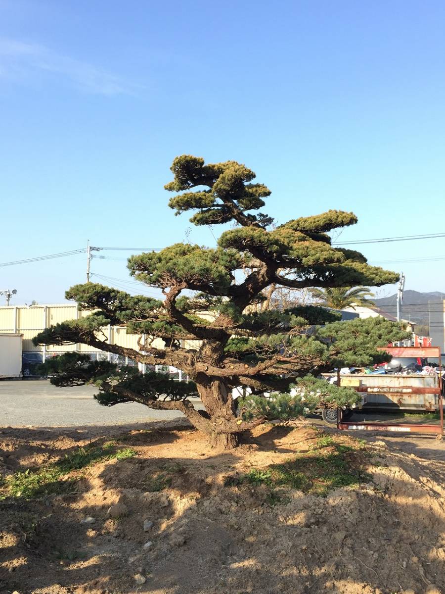. leaf pine one class goods 3.0m garden tree transplantation goods Japan garden receipt limitation 