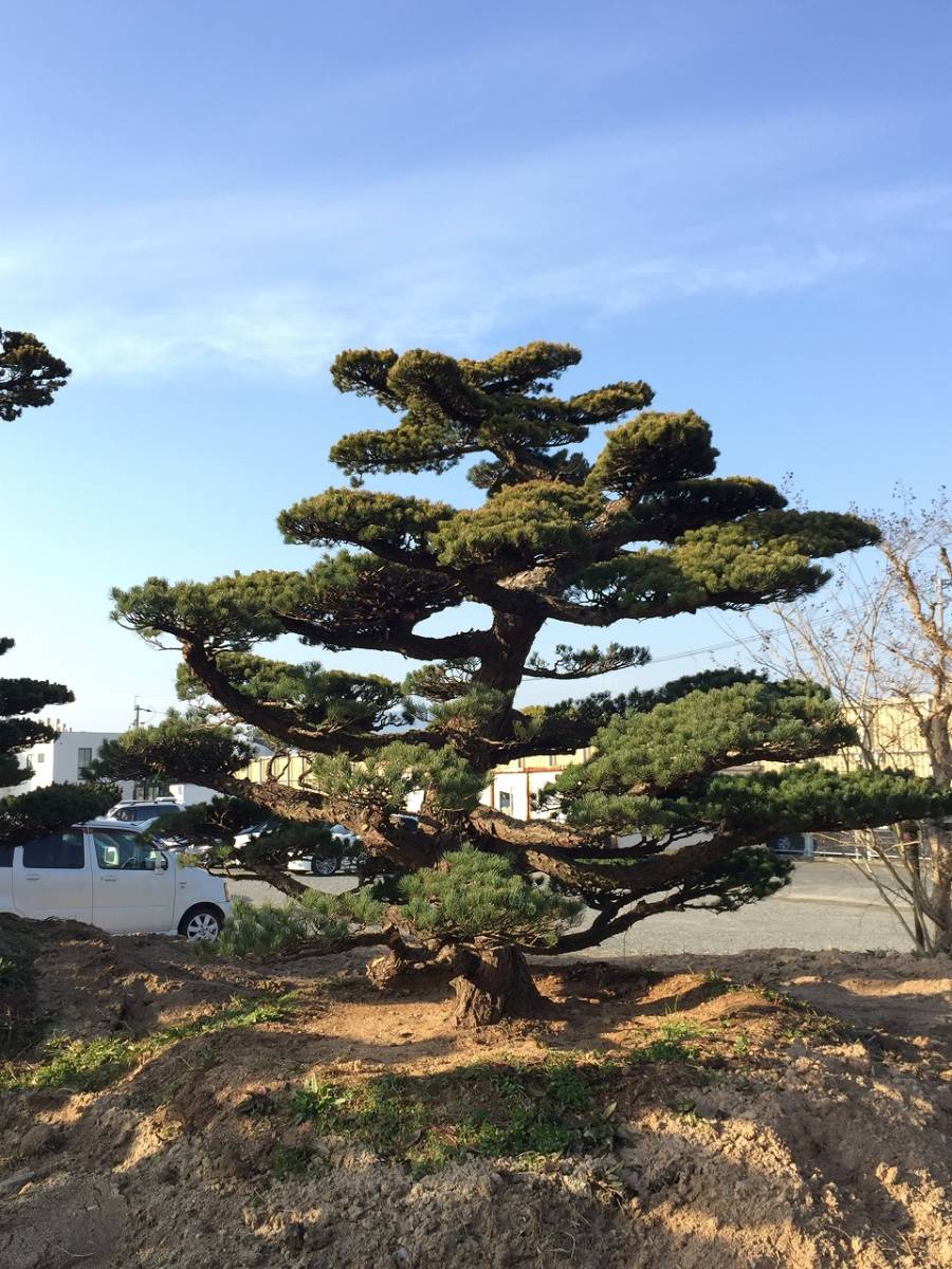 五葉松　一級品　3.0ｍ　庭木　移植品　日本庭園　引取り限定_画像7