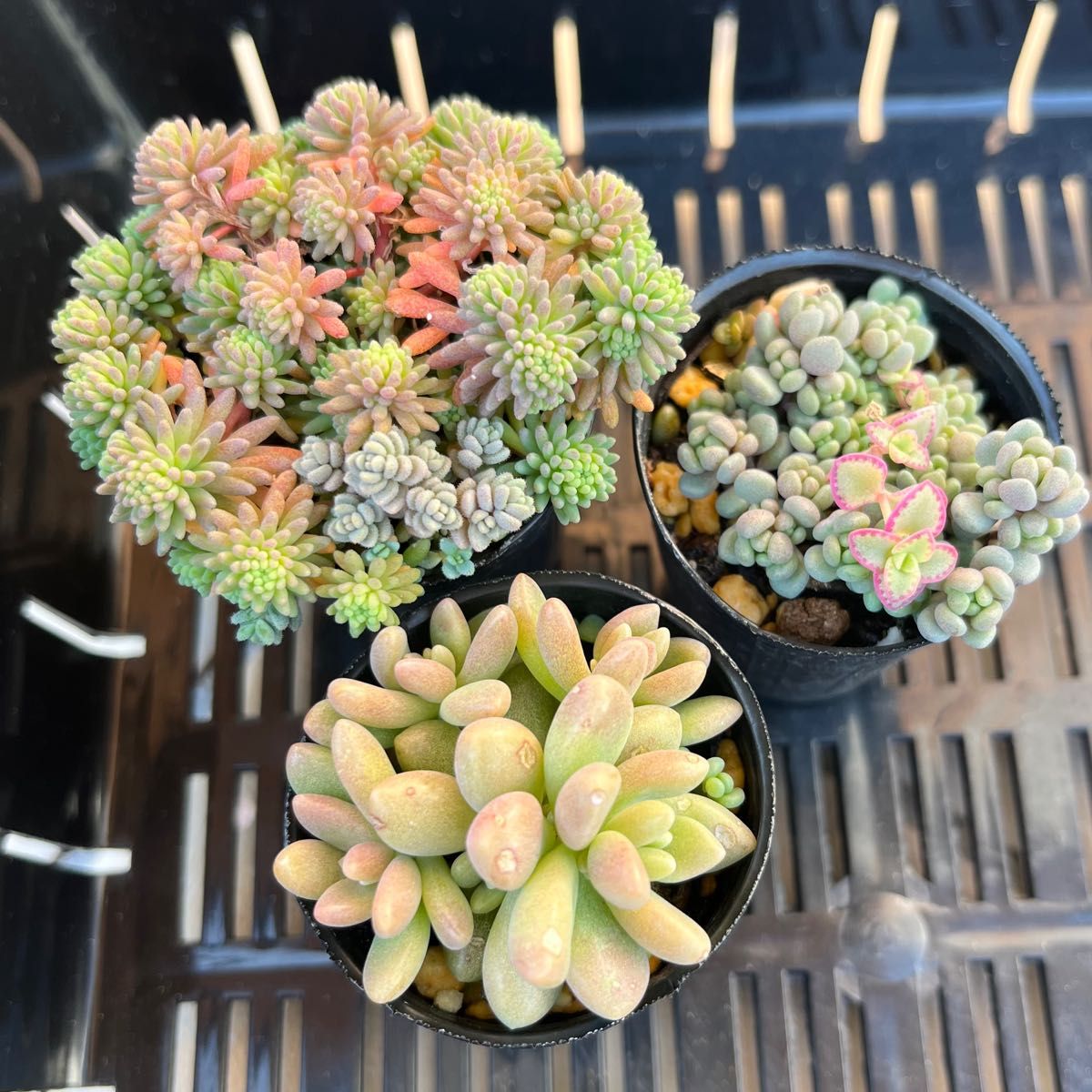 多肉植物 セダム抜き苗 パリダム パープルヘイズ 姫秀麗 ダシ 多肉植物 セダム抜き苗 パリダム パープルヘイズ 姫秀麗 ダシ