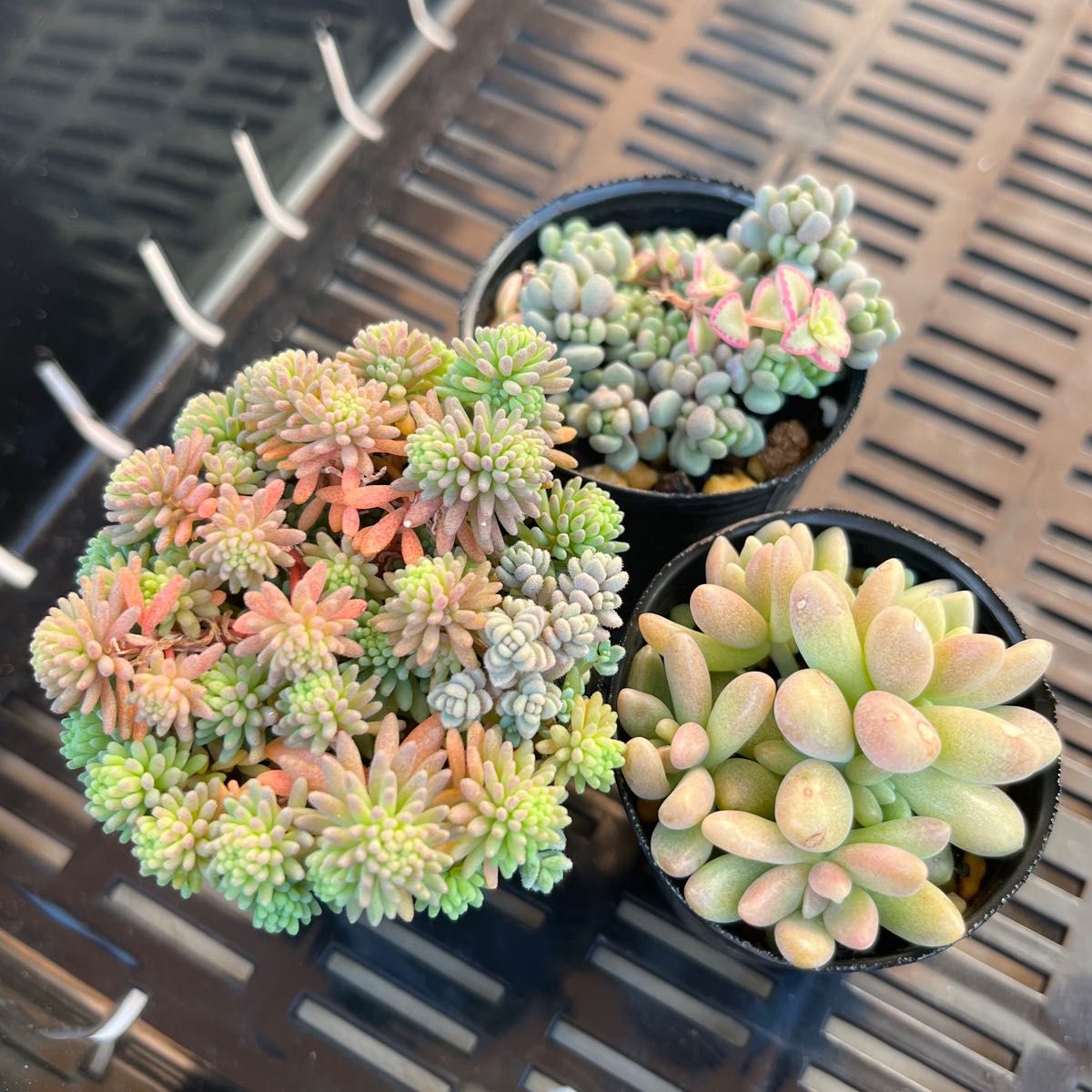 多肉植物 セダム抜き苗 パリダム パープルヘイズ 姫秀麗 ダシ 多肉植物 セダム抜き苗 パリダム パープルヘイズ 姫秀麗 ダシ