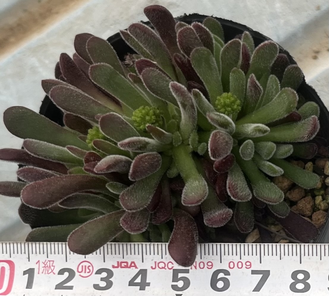 クラッスラ　Crassula pubescens ①_画像4