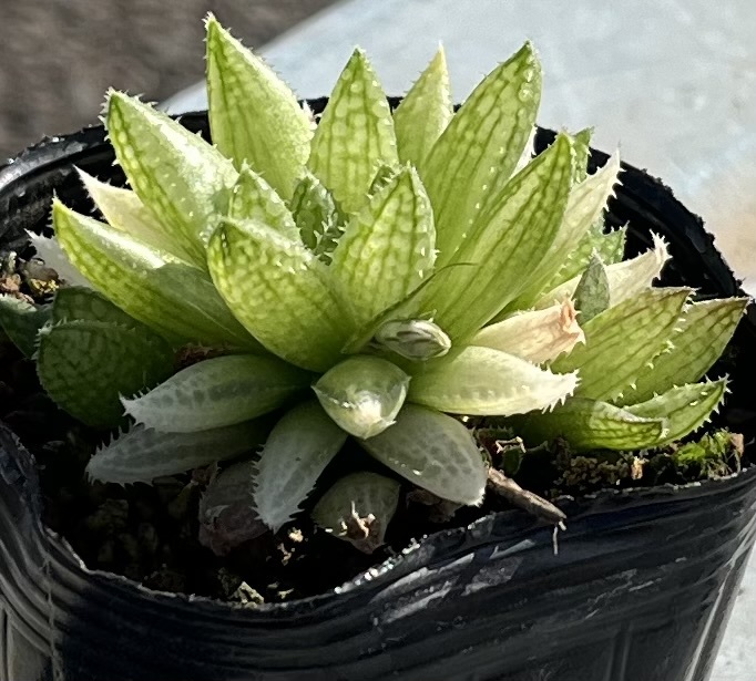 ハオルチア　Haworthia reticulata JDV86/107 Buite nstekloof_画像2