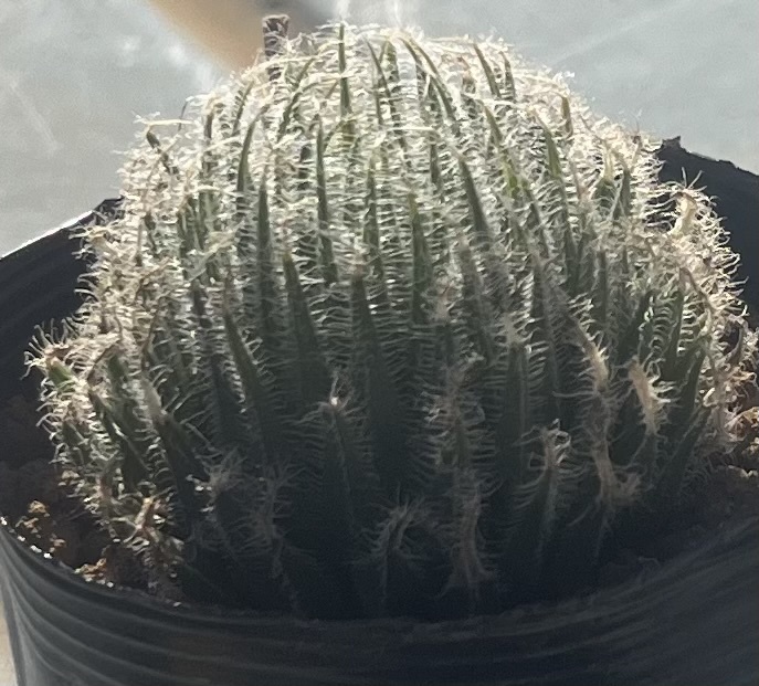 ハオルチア　Haworthia bolusii var.bolusii MBB7046 S Lootskloof_画像3