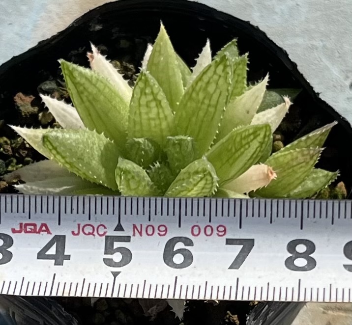 ハオルチア　Haworthia reticulata JDV86/107 Buite nstekloof_画像4