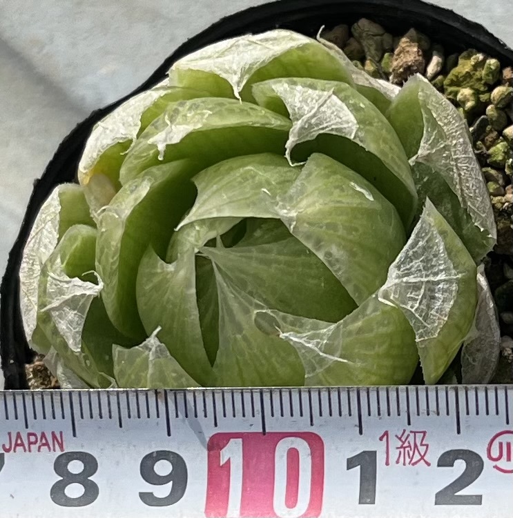 ハオルチア　Haworthia lockwoodii Floriskraal Dam_画像4