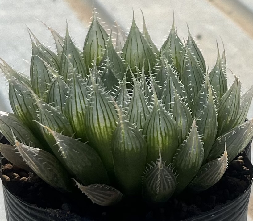 ハオルチア　Haworthia specksii var.nov RIB0076 St.Alban’s_画像3