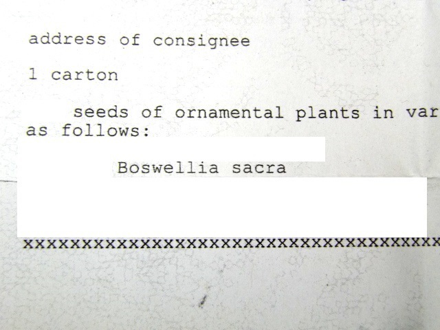 1月入荷 5粒 Boswellia sacra ボスウェリア サクラ 種子 種の画像2