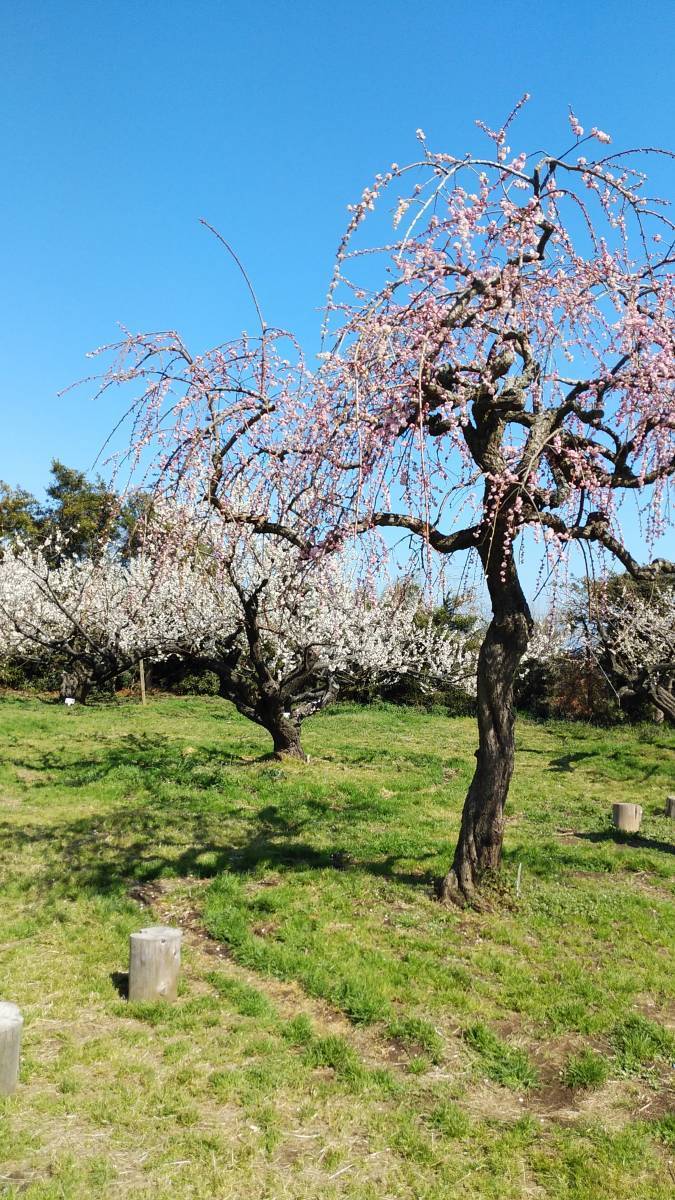 即決！　相互評価　画像データ　評価　1円　画像　梅の花　梅花　梅　風景　春_画像1