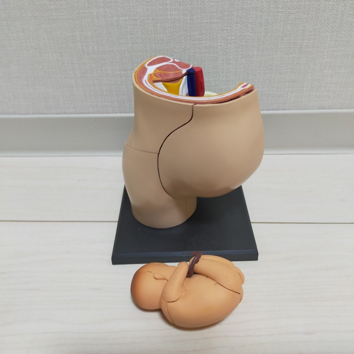 人体模型 男性生殖器 妊娠女性 胎児 人体解剖図鑑 フィギュア 3D 立体パズル 4d Human Anatomy