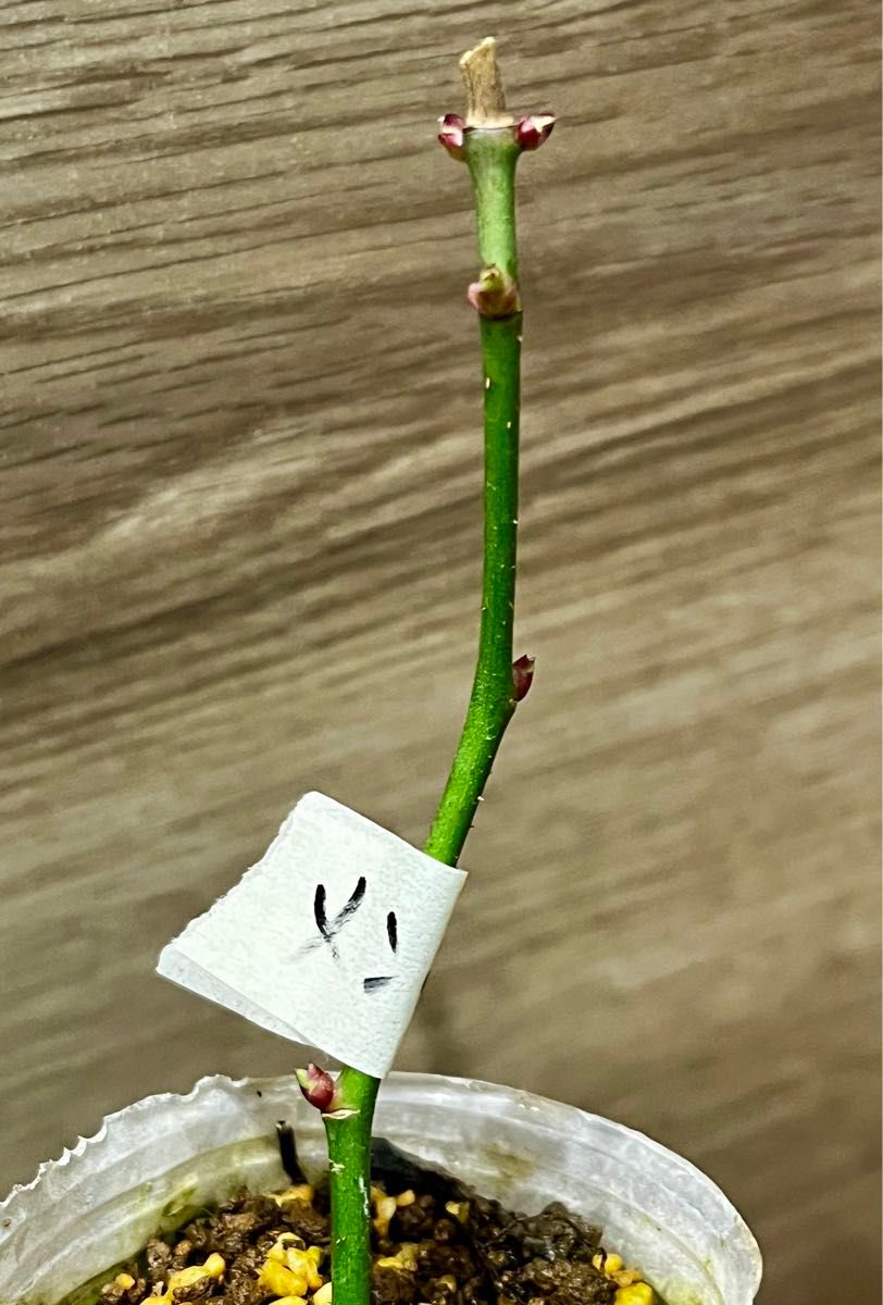 超レア 高級バラ 切花品種 四季咲 バラ苗 メンタ｜Yahoo!フリマ