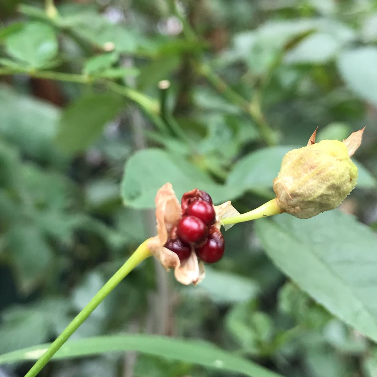 花種子　ヒメヒオウギ白花　アルバ