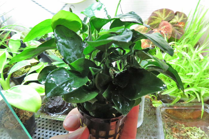  special price middle large volume POT Anubias nana5POT set Anubias nana