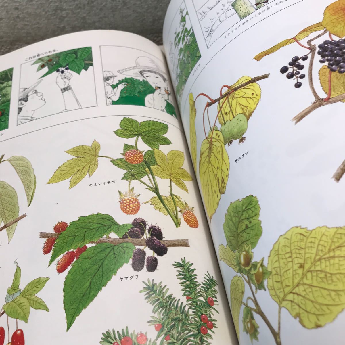 T10^ лес. ... сосна холм . Британия / работа 1983 год 5 месяц выпуск удача звук павильон книжный магазин кемпинг / насекомое . брать /. осмотр / рыбалка / дерево. реальный ^240206