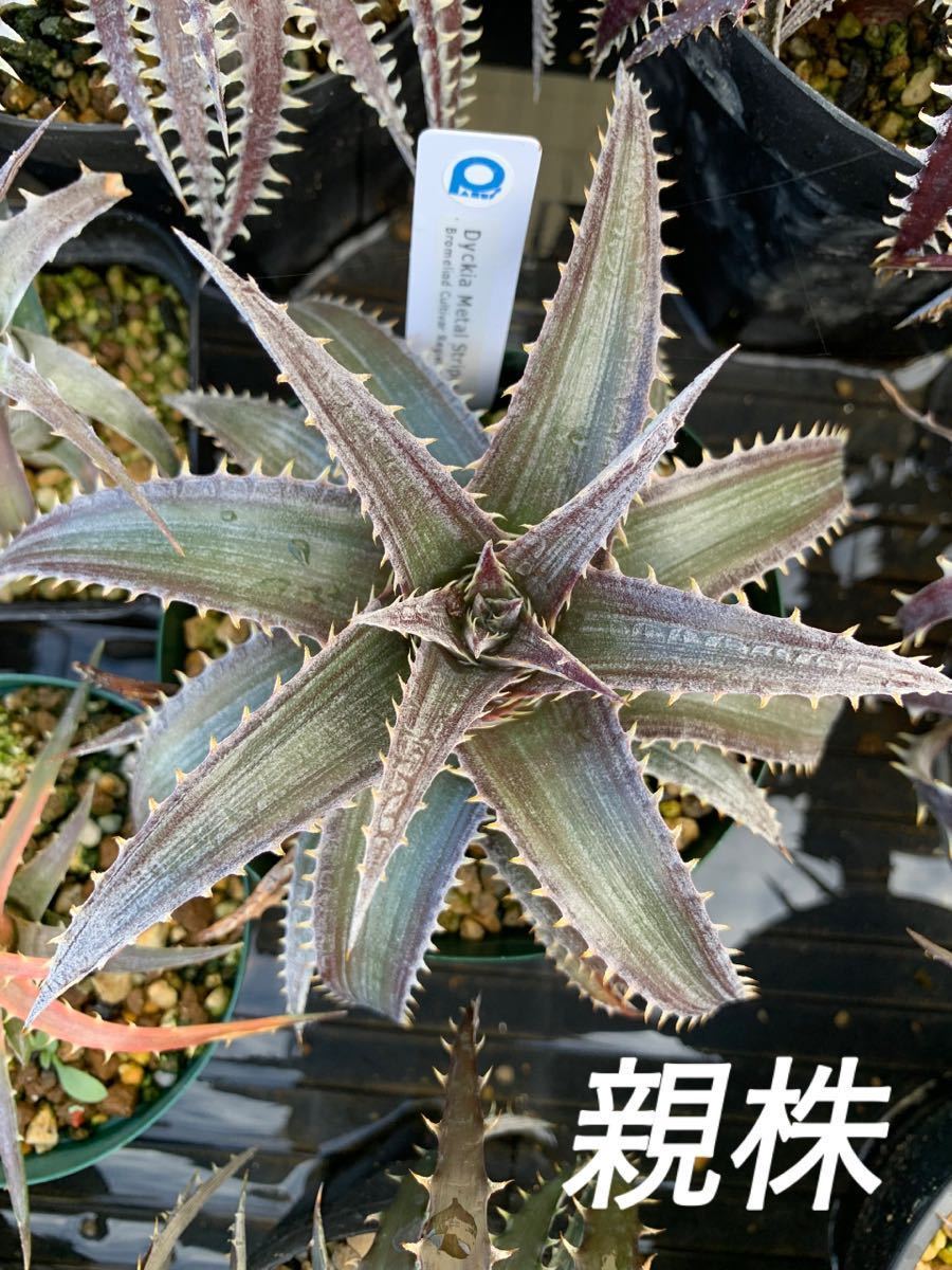 【子株販売】ディッキア メタルストライプス Dyckia Metal Stripes_画像1