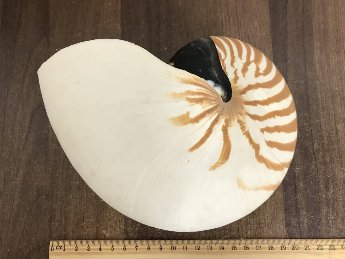 N213 貝殻 標本 オオムガイ 約190㎜ ヒロベソオオムガイ 約180㎜ 貝の画像2